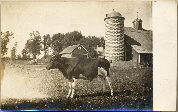 Elmer's pure bred Holstein Bull photo postcard Otsego Wisconsin 