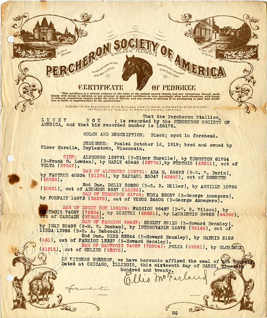 Percheron draft horse Edmonton 1919