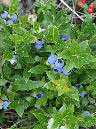 ripe berries ready to eat