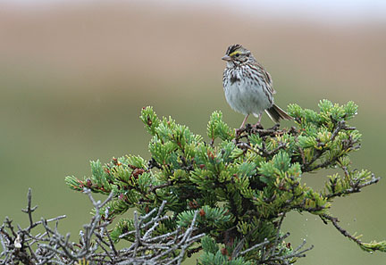 bird in the rain