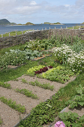vegetable garden