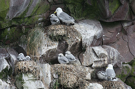 Young gulls wait to be fed