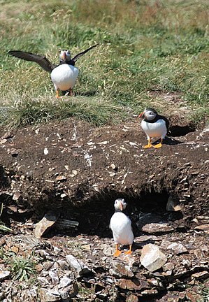 Trio of burrowing birds