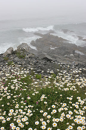 gray skies and daisys