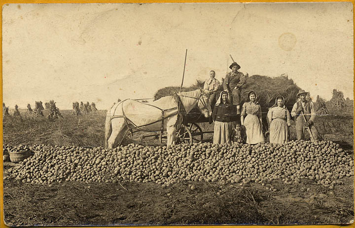 Standing in front of the potato harvest, Maud Hurelle, second from right works with family farmers. She is standing next the same man as she was in the town wedding photo.