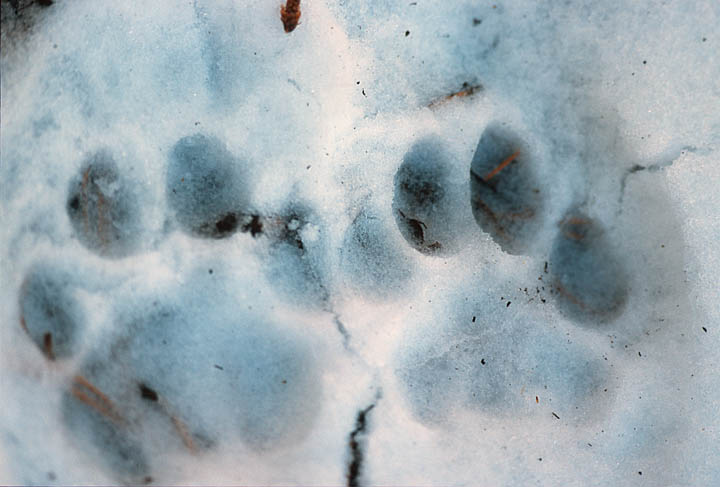 Perfect mountain lion tracks in the snow, made minutes earlier.