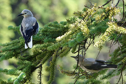 A pair of recently fledged Clark's nutcrackers squack in a fir tree along the trail in July.