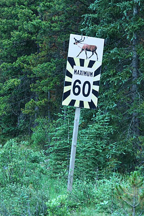 60 km speed warning sign near Maligne Lake, where caribou have already been extirpated.