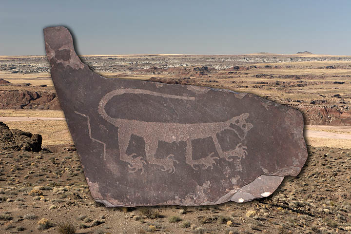 Petrified Forest National Park mountain lion petroglyph