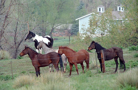 High Line Canal horses