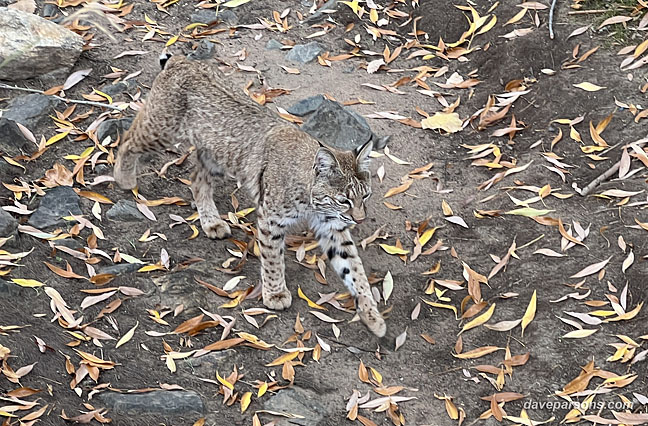 bobcat