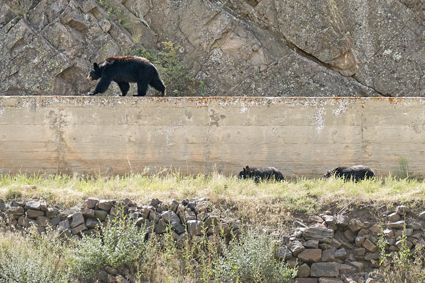 High Line Canal bear family