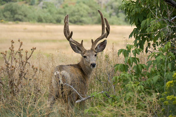 Walking and running throughout the tall grass in Bear Creek Lake Park, a bachelor herd of seven male deer stags with large velvet antlers eat grasses and leaves as they make they way towards the shade of cottonwood trees scaring a large flock of starlings, Lakewood Colorado.