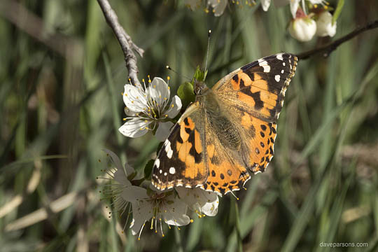 painted lady