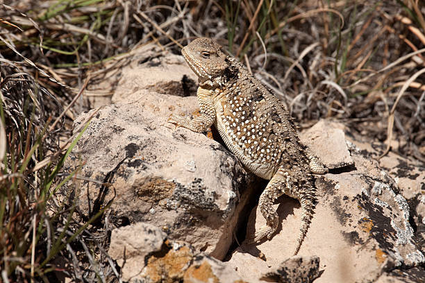 Short horned lizard on sandstone Pawnee National Grasslands in Logan County, part of northeastern Colorado.