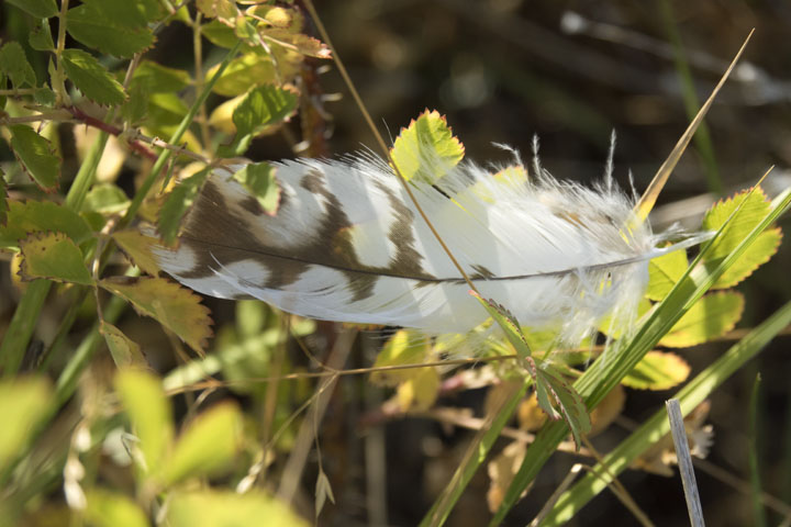 feather in rose bush