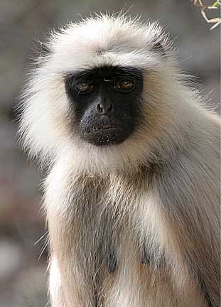 black and white monkey. The black faced langur is a common sight throughout 