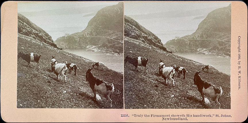 St Johns Newfoundland stereoview
