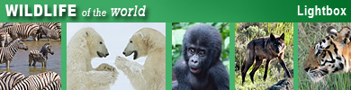 Worldwide wildlife photos and videos