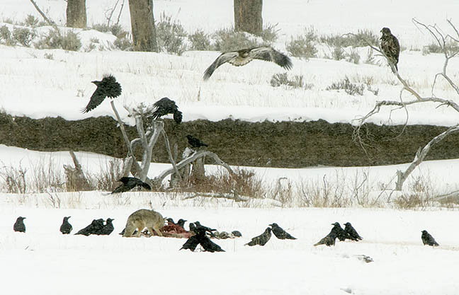 As heavy snow falls, eagles and ravens wait for a coyote to finish feeding on a carcass.
