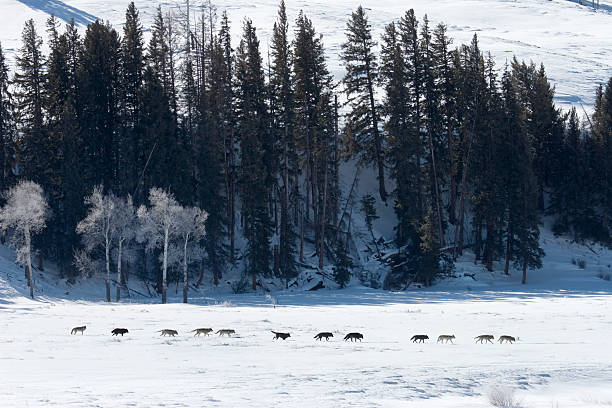 Twelve of the fifteen pack of the Druid Wolf Pack trot by in a line on a sunny winter day with aspen and pine trees in the background in the Lamar Valley, Yellowstone National Park. February 14, 2008