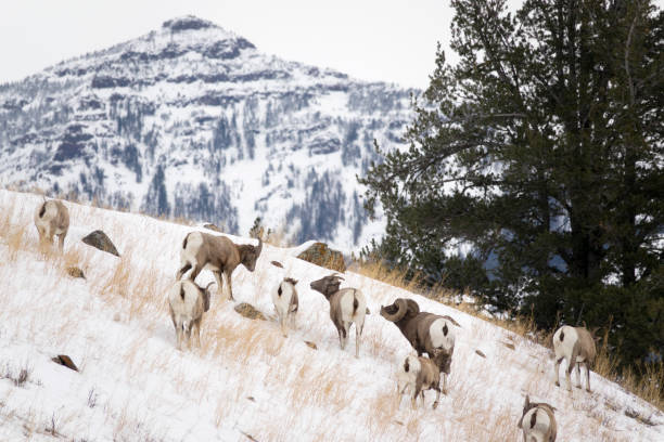 Grazing in winter snow, a wild bighorn sheep herd feeds in the Lamar Valley with Mount Norris in the background Yellowstone National Park Wyoming.